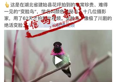 【上观新闻】19位摄影家花62天拍到的珍稀鸟类又现身了？别信