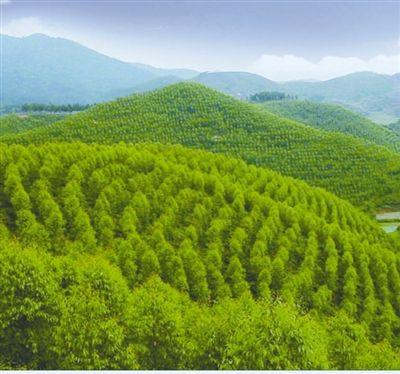 人民网@老人与树（金台随感·“生态笔谈”②）