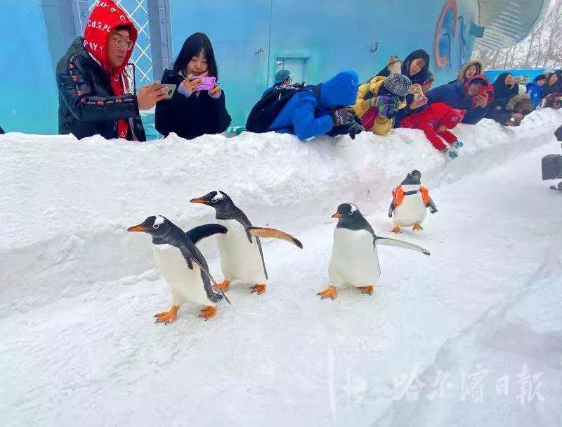 每天都有企鹅巡游!哈尔滨这条雪道 大概是南极搬来的吧