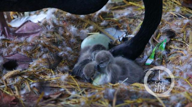 上游新闻：上游纪录丨北碚老人家养黑天鹅孵出六小天鹅，人鹅相处二十多年亲如一家