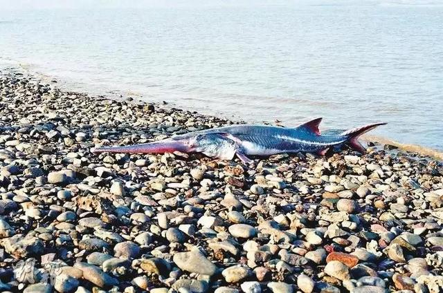 [新民晚报]长江白鲟灭绝后，下一个从地球上消失的是