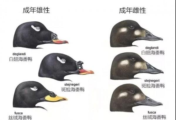 新民网：新年惊喜！滴水湖来了只“黑鸭子”，竟是中国新鸟种