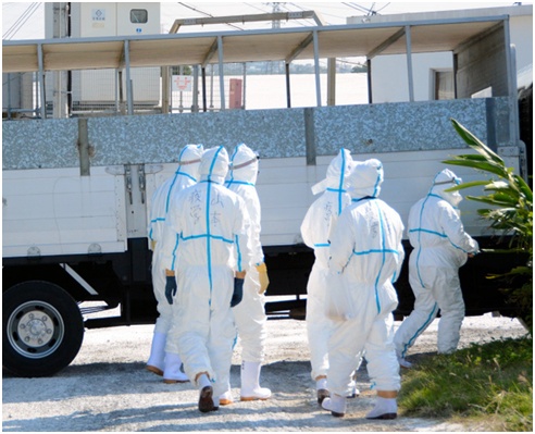 环球网■冲绳猪瘟致4700头猪死，美军基地被选为“埋猪”候选地