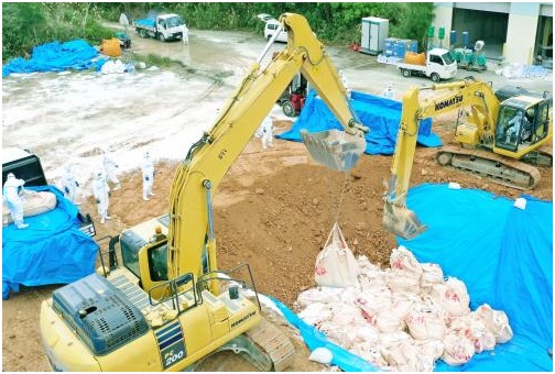 环球网■冲绳猪瘟致4700头猪死，美军基地被选为“埋猪”候选地