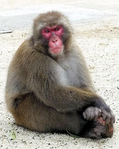 日本一动物园举行猴子选美 由游客进行投票