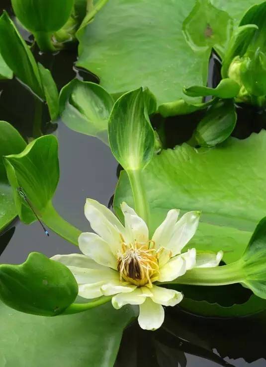 各种名贵莲花真是太美了