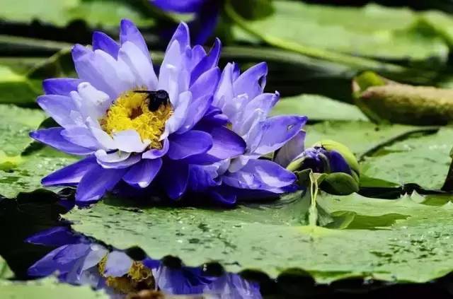 各种名贵莲花真是太美了