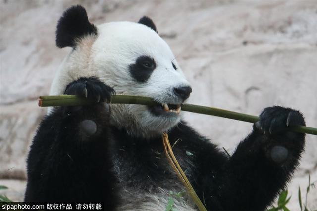 [人民网]旅俄大熊猫“丁丁”和“如意”获全球大熊猫奖提名