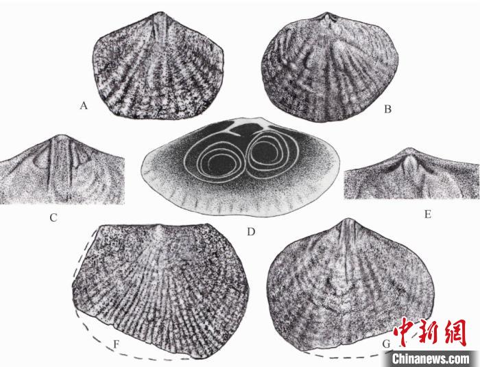 示易变稀少贝的腹、背壳的壳表形态与内部构造、　南古所 供图 摄