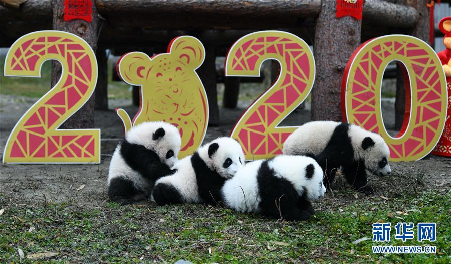 [新华网]大熊猫宝宝贺新春
