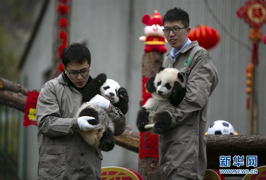 [新华网]大熊猫宝宝贺新春