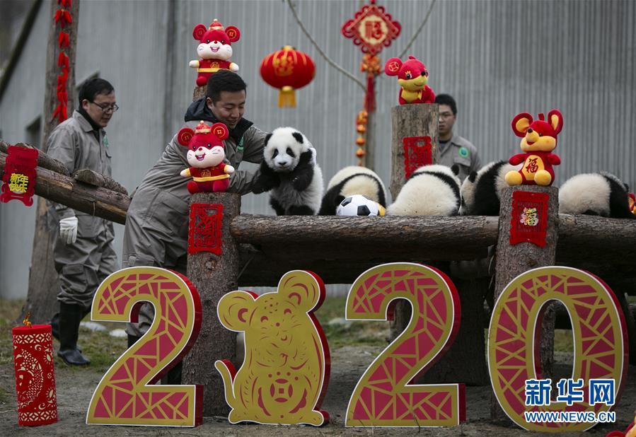 [新华网]大熊猫宝宝贺新春