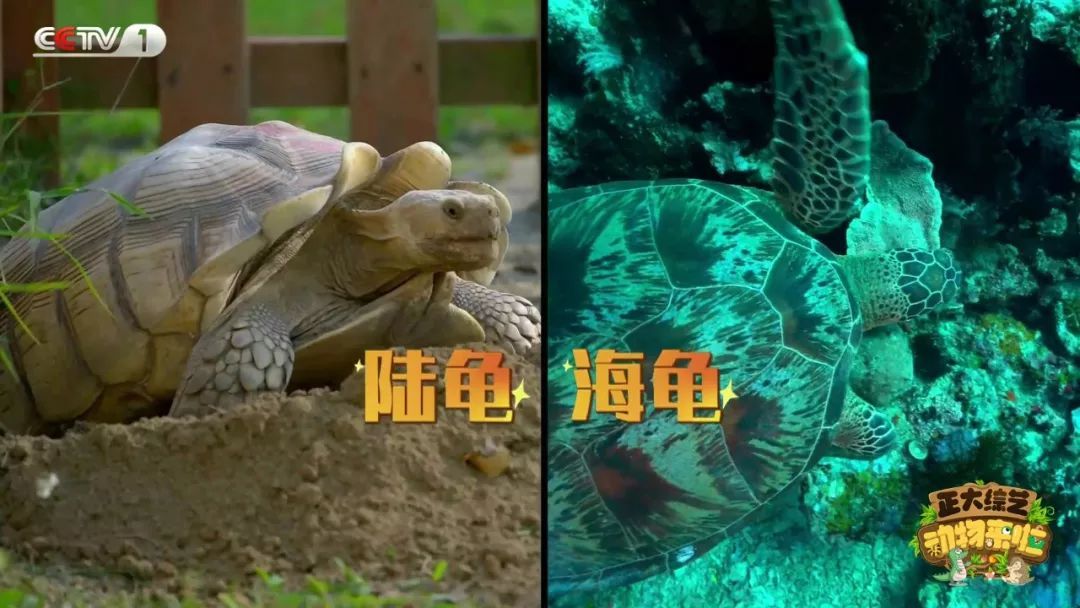 央视一套■全国首例！10岁高龄袋鼠奶奶装假牙！