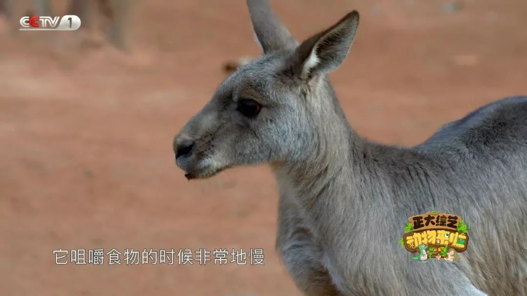 央视一套■全国首例！10岁高龄袋鼠奶奶装假牙！