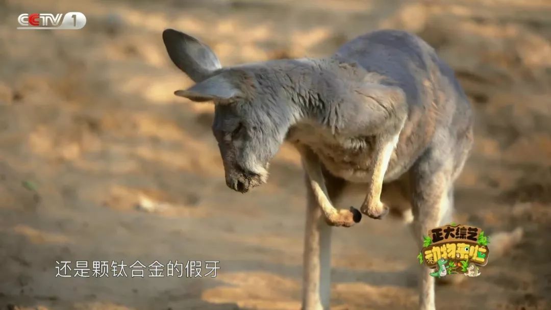 央视一套■全国首例！10岁高龄袋鼠奶奶装假牙！