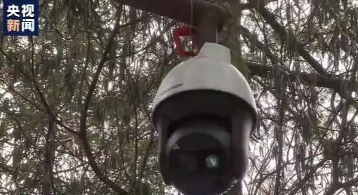 「央视新闻客户端」大熊猫宝宝开始分班学习 还用上了“熊脸识别”系统