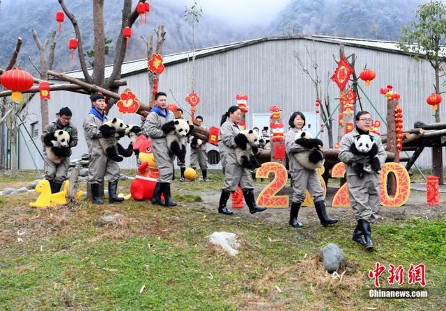 「中国侨网」高萌来袭，一大波“滚滚”来给大家拜年啦