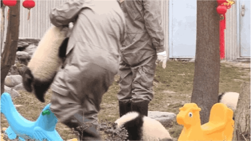 「中国侨网」高萌来袭，一大波“滚滚”来给大家拜年啦