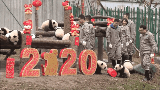 「中国侨网」高萌来袭，一大波“滚滚”来给大家拜年啦