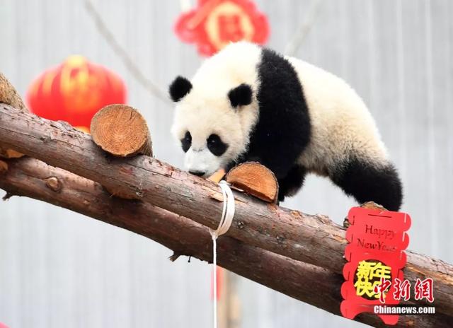 「中国侨网」高萌来袭，一大波“滚滚”来给大家拜年啦