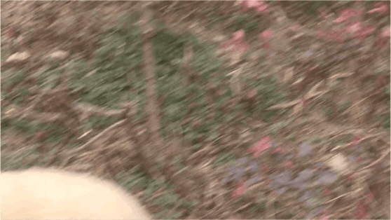 「中国侨网」高萌来袭，一大波“滚滚”来给大家拜年啦