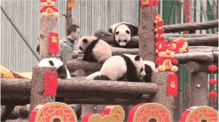 「中国侨网」高萌来袭，一大波“滚滚”来给大家拜年啦