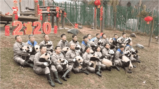 「中国侨网」高萌来袭，一大波“滚滚”来给大家拜年啦