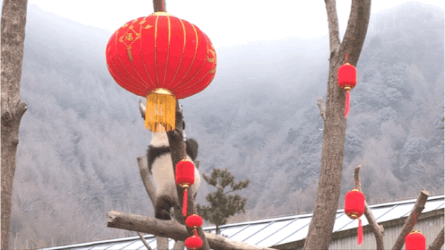 「中国侨网」高萌来袭，一大波“滚滚”来给大家拜年啦