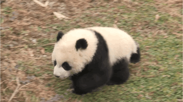 「中国侨网」高萌来袭，一大波“滚滚”来给大家拜年啦