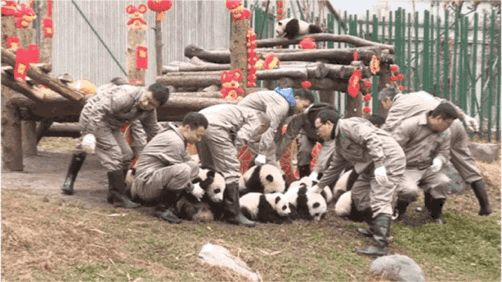 「中国侨网」高萌来袭，一大波“滚滚”来给大家拜年啦