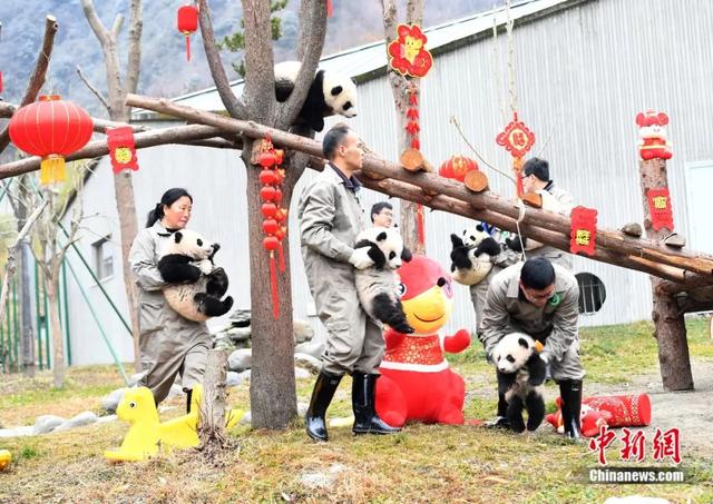 「中国侨网」高萌来袭，一大波“滚滚”来给大家拜年啦