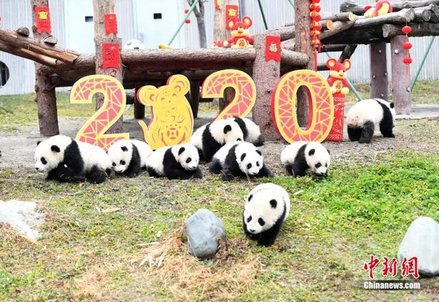 「中国侨网」高萌来袭，一大波“滚滚”来给大家拜年啦