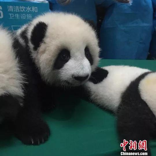 「中国侨网」高萌来袭，一大波“滚滚”来给大家拜年啦