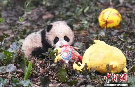 「中国侨网」高萌来袭，一大波“滚滚”来给大家拜年啦