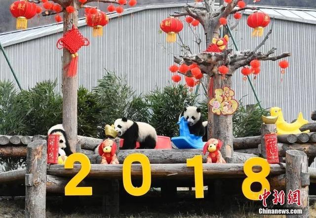 「中国侨网」高萌来袭，一大波“滚滚”来给大家拜年啦