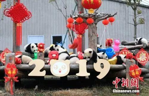 「中国侨网」高萌来袭，一大波“滚滚”来给大家拜年啦