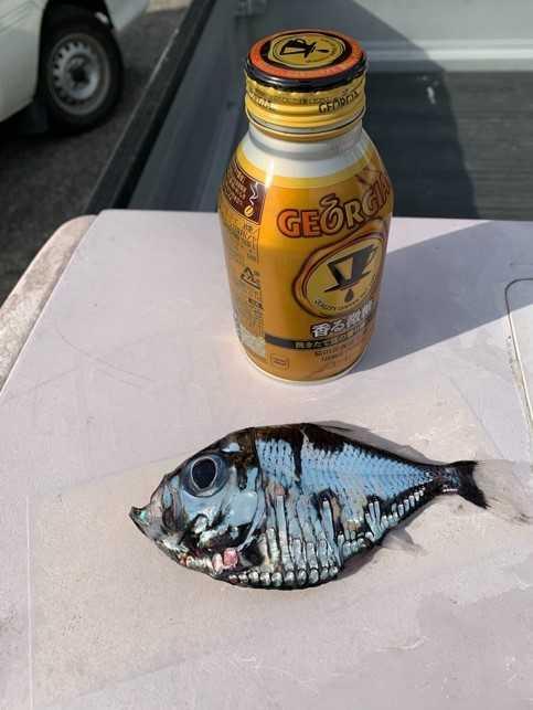 [人民网]日本渔民捕获谜之深海鱼：可怕又美丽 越看越入迷