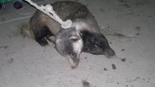 [文汇报]全国确诊473例，新型冠状病毒来源是野生动物，别再吃野味了！