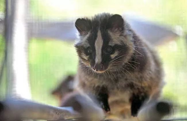 [文汇报]全国确诊473例，新型冠状病毒来源是野生动物，别再吃野味了！