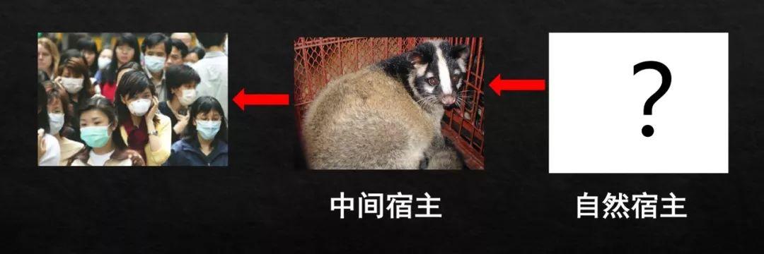 [上观新闻]野生动物的病毒怎么就传染了人类