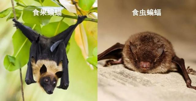 [上观新闻]野生动物的病毒怎么就传染了人类