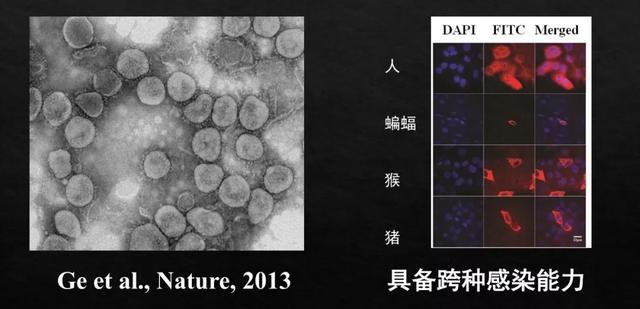 [上观新闻]野生动物的病毒怎么就传染了人类