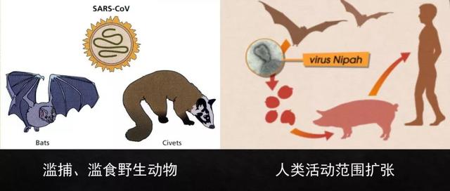 [上观新闻]野生动物的病毒怎么就传染了人类