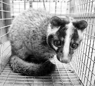 【环球时报】野生动物为何易成病毒传染源