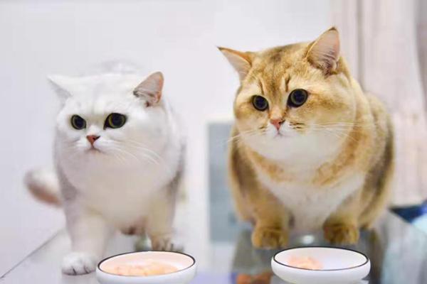 「澎湃新闻」城市年轻人春节返乡，他们的猫如何安置？