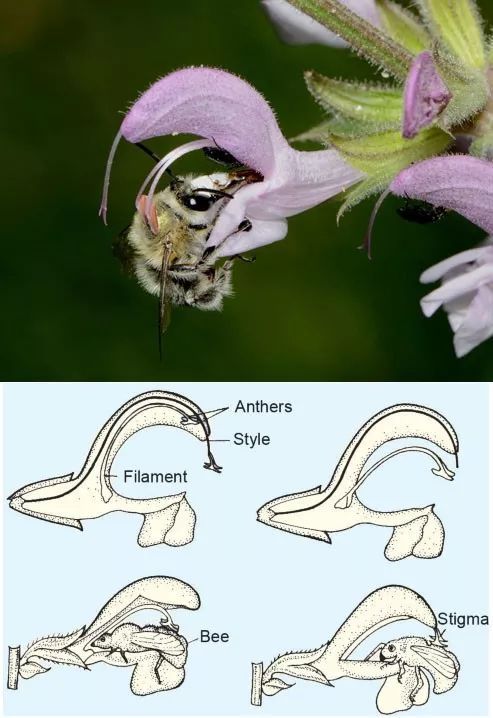 雄蕊的花药和雌蕊的柱头都在花冠上唇的位置,雄蕊的花丝有一个特殊的