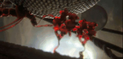 文汇报■这部BBC纪录片告诉你，新型冠状病毒是如何入侵的