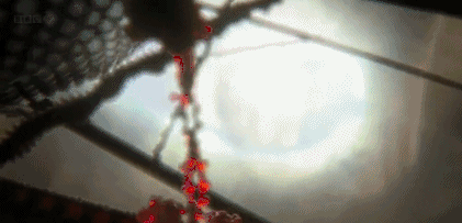 文汇报■这部BBC纪录片告诉你，新型冠状病毒是如何入侵的