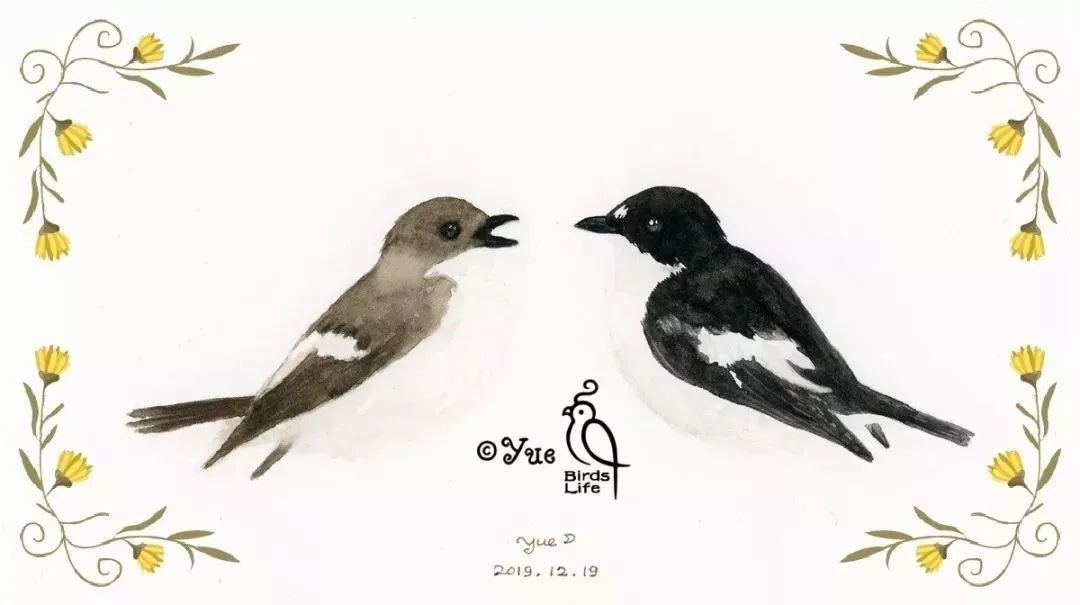 polyterritorial polygyny in the pied flycatcher ficedula hypo