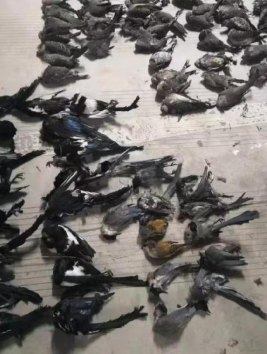 【央视新闻客户端】宿迁：疫情期间摧毁两个非法猎捕、经营野生动物犯罪团伙